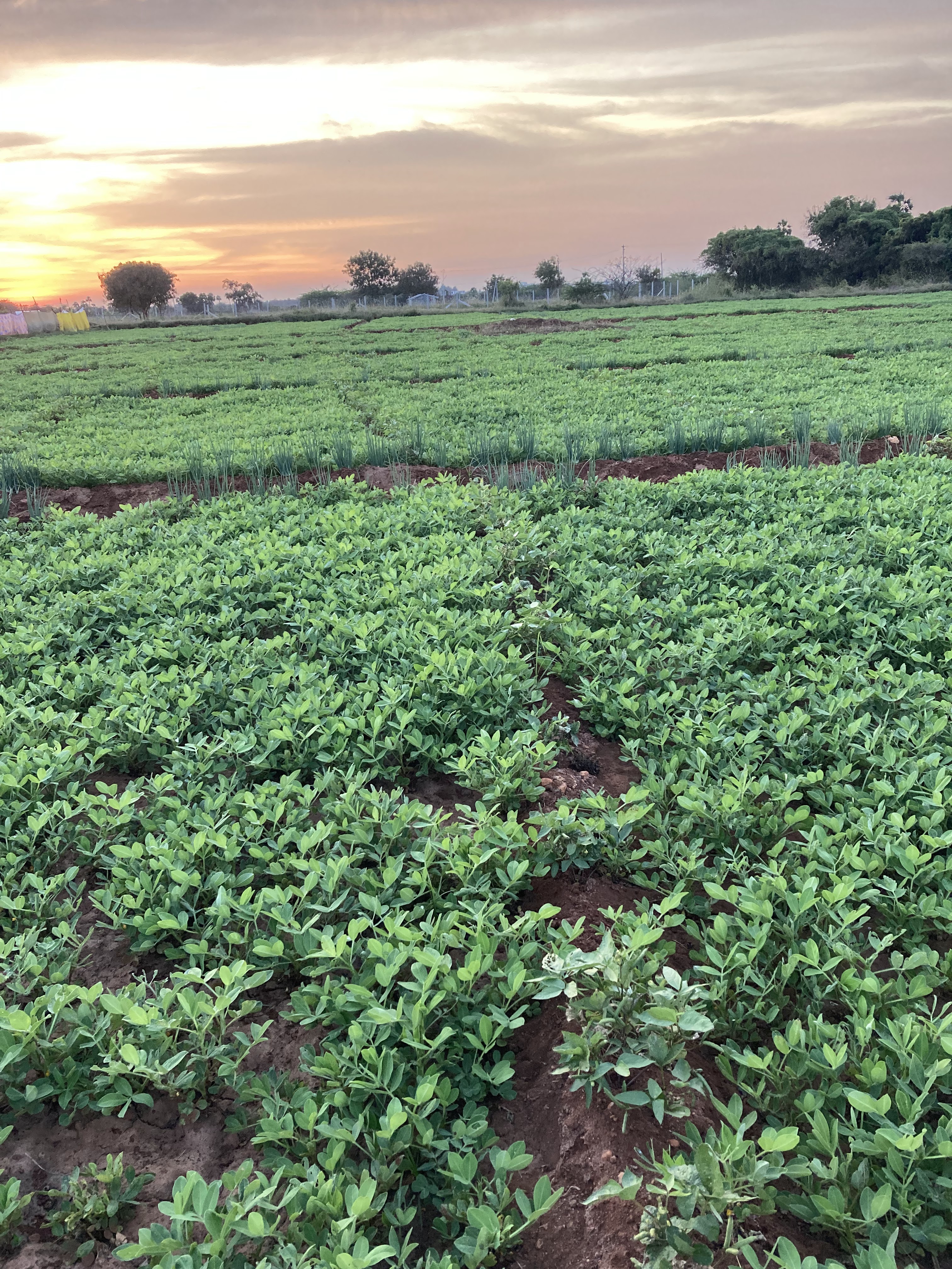 Family enjoying organic farm food
